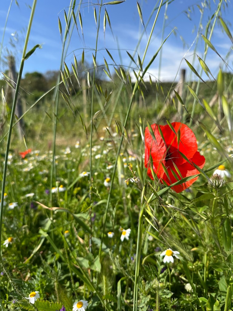 Wine, Food and Nature of Sicily